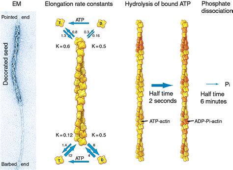 Cellular Motility Driven by Assembly and Disassembly of Actin Filaments ...