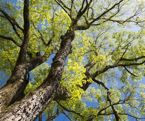 Venerable Vermont Elm Tree Dies of Dutch Elm Disease | Newsmax.com