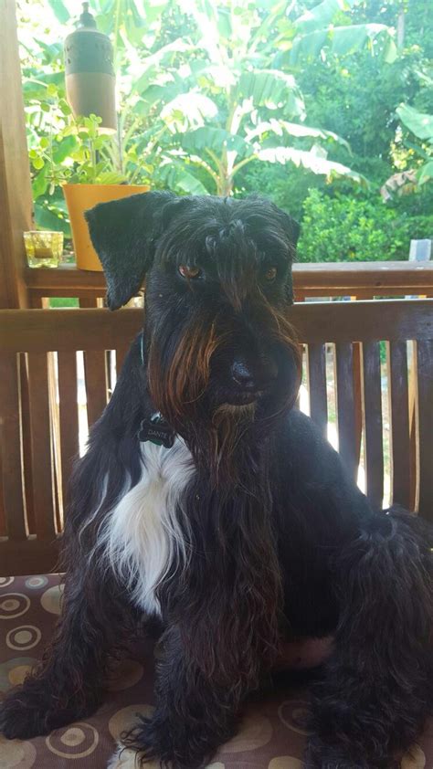 Giant Schnauzer Rescue - Dante | Giant schnauzer, Schnauzer, Animals