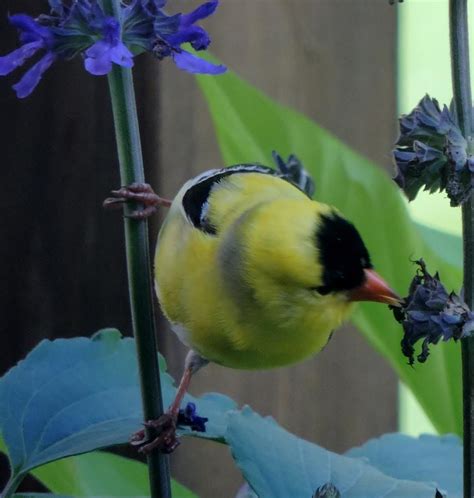 Goldfinch feeding Photograph by Frank Hamilton