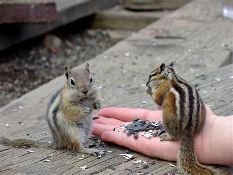 Chipmunk Feeding 2 Free Photo Download | FreeImages