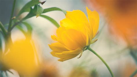 Download Blur Yellow Flower Close-up Nature Flower 4k Ultra HD Wallpaper