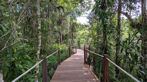 Boardwalk through the rainforest in Cairns Australia : MostBeautiful