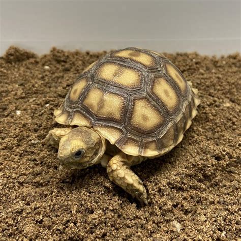 Tartaruga de Esporas Africana - Centrochelys sulcata - Vivum