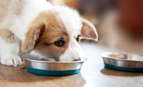 11 Best Dog Foods for Small Breed Puppies!