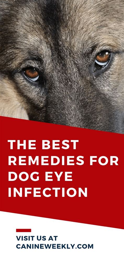 Dog Eye Infection Home Remedies: Symptoms and Natural Treatments | Eye ...