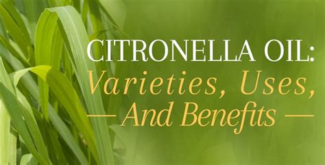 Citronella Oil - Uses & Benefits Of An Incredibly Versatile Oil