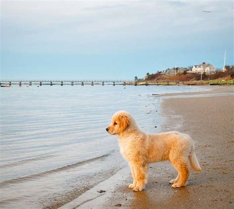 Golden Retrievers on Instagram: “Beach day 😍🌞 @nantucketboss #GoldenRetriever #goldenretrievers ...