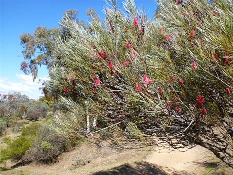 Hakea francisiana – Emu Tree | Gardening With Angus