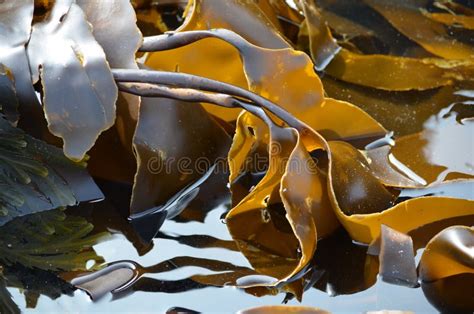 Kelp Seaweed (Laminaria Digitata) Stock Image - Image of leaf, kelp: 32798533