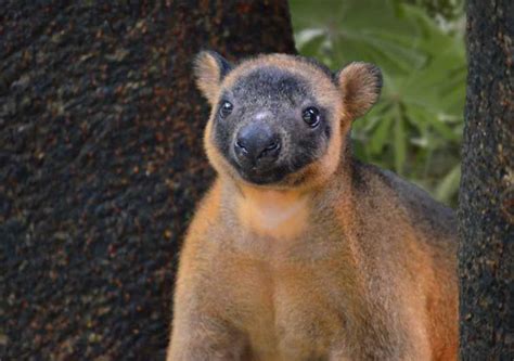 Port Douglas: Wildlife Habitat Entrance Ticket | GetYourGuide