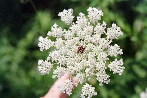 The Magical and Medicinal Properties of Queen Anne's Lace + Safety Tips ...