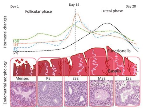 Solved Three Phase Of The Uterine Notice The, 42% OFF