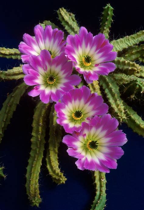 No need for words - just let the picture do the talking! Echinocereus pentalophus (Photo: John ...