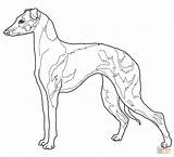 Greyhound Face Coloring Pages sketch template
