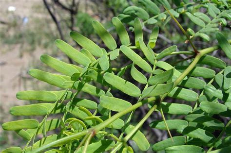 Factsheet - Prosopis juliflora (Prosopis or Mesquite)