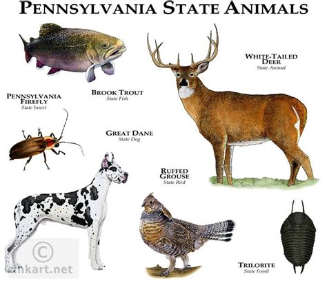 pa state animal Colouring Pages | Animals, Animals wild, Animal facts