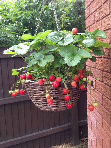 Hanging Strawberry Plants - Plants BC