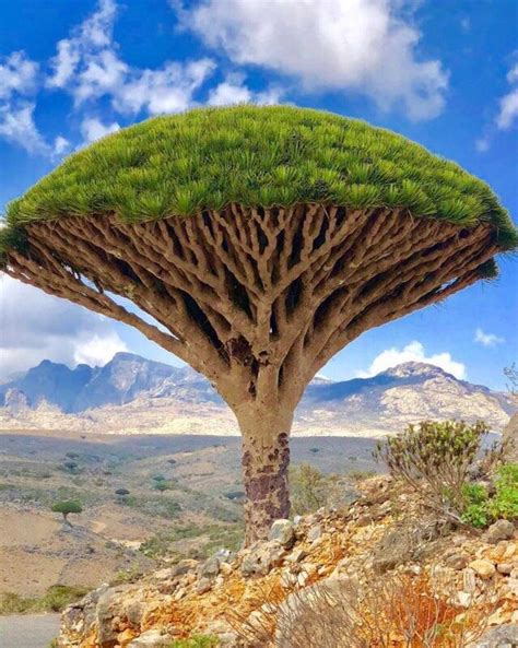 Socotra “ Endemic tree species Dracaena cinnabari “ Yemen . : r/pics