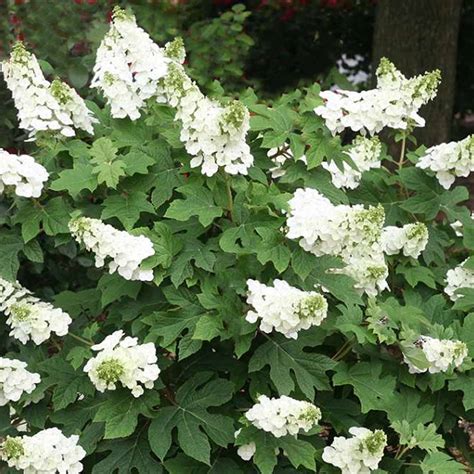 Hydrangea Ruby Slippers, Oakleaf Hydrangea - Shop Sugar Creek Gardens