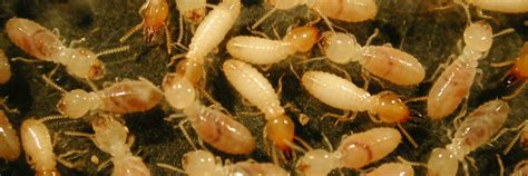 Termite identification guide | Ehrlich Pest Control