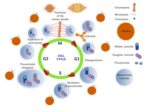 The cell. More information. Centrosome. Atlas of Plant and Animal Histology