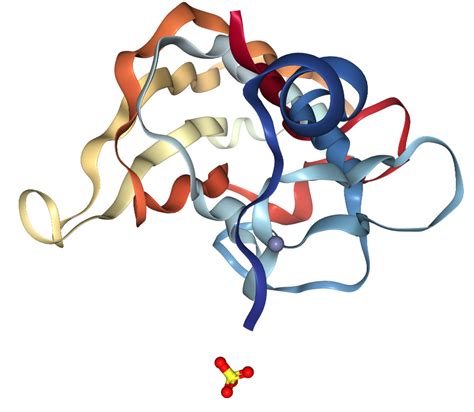 Fas Ligand/TNFSF6 Protein Overview | Sino Biological