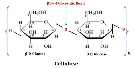 Cellulose-Structure | EasyBiologyClass