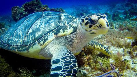 COZUMEL - March, 2017 EAGLE RAYS; TURTLES; Palancar Caves; Paso de Cedral; Santa Rosa Wall ...