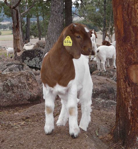 Australian Boer Goat – Cluny Livestock Exports Pty Ltd