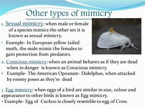 Mimicry (Evolutionary Biology)