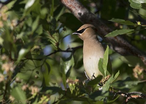 Nest-building Cedar Waxwings – Feathered Photography