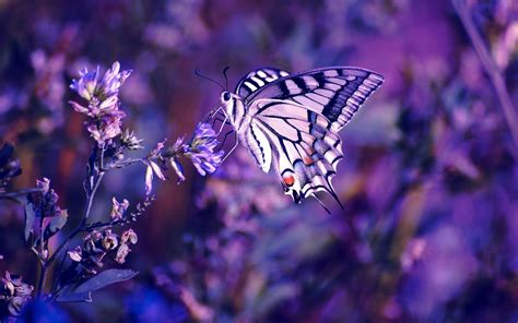 🔥 Download Beautiful Purple Butterfly Wallpaper For You by @emilyy60 ...