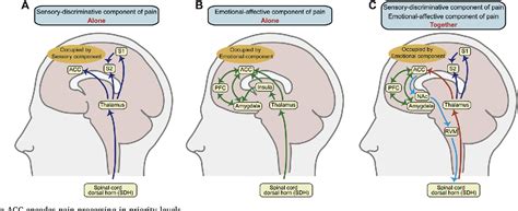 Figure 1 from A new perspective on the anterior cingulate cortex and affective pain | Semantic ...