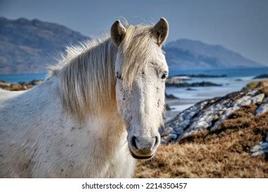 Eriskay Island: Over 157 Royalty-Free Licensable Stock Photos ...