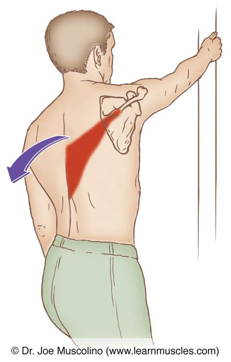 Trapezius (Lower) - Stretching - Learn Muscles