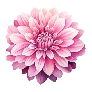 Pink Dahlia Flower Watercolor Style For Decorative Element, Flower, Flora, Petal PNG Transparent ...
