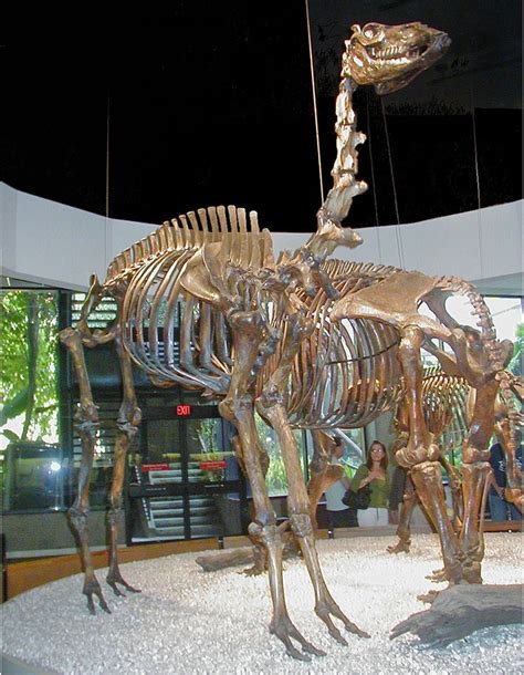 Camelops - Wikipedia, the free encyclopedia | Prehistoric animals, Prehistoric, Mammals