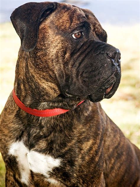 Brindle Bullmastiff :D Mastiff Breeds, Mastiff Dogs, Mastiff Mix, Giant ...