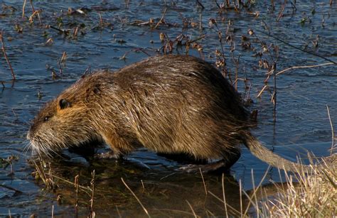 Birding Bros. Blog: Species Spotlight #1: Nutria