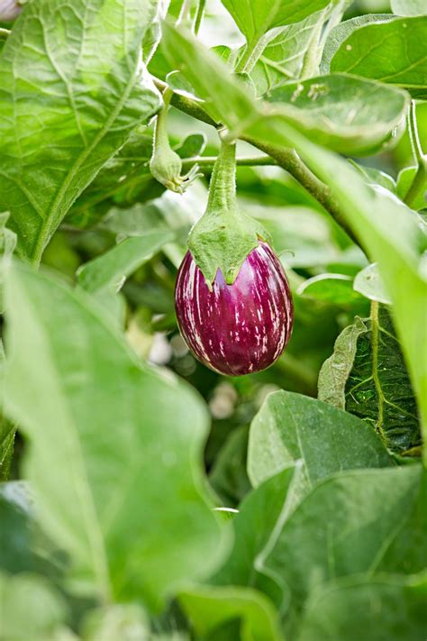 10 Best Eggplant Companion Plants