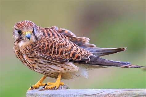 NI Bird Pics: Michael Latham - female Kestrel