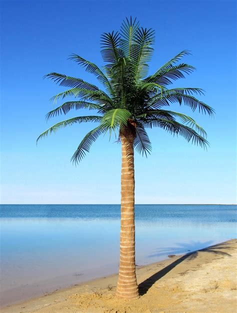 Outdoor Artificial Coconut Palm Tree (with 27 Phoenix Leaves) | Outdoor Artificial Coconut Palm ...