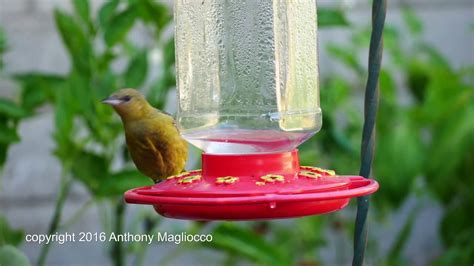 A new yellow bird showed up at the Hummingbird feeder. - YouTube