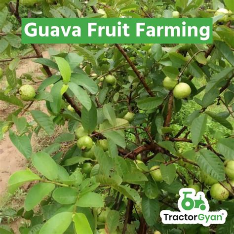 Guava Fruit Farming - A Complete Guide For Farmers (tg1177)