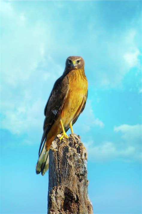 Northern Harrier Hawk Photograph by Mark Andrew Thomas - Fine Art America