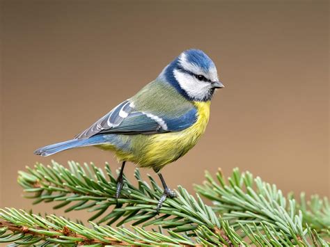 Are Birds Warm Blooded Or Cold Blooded? | Birdfact