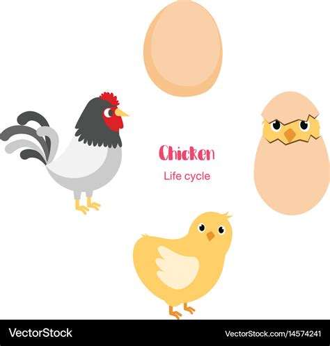 Chicken egg life cycle Royalty Free Vector Image