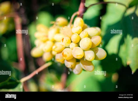 Grapes Thompson Seedless Vine Type Stock Photo - Alamy