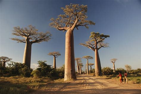 Living Free Range Travel: Avenue of the Baobabs, near Morondava, Madagascar